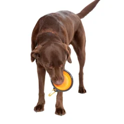 Trespaws Collapsible Dog Bowl Sippy